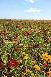 肉鸽卡牌游戏《木星卫星 机甲》 将登陆Switch平台